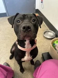 A young medium-sized male Black Pit Bull Terrier dog named Bacardi for adoption in Cleveland, OH