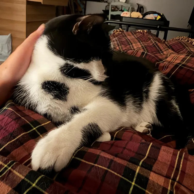 An adult large-sized male Domestic Short Hair cat named Spud for adoption in Murray, UT