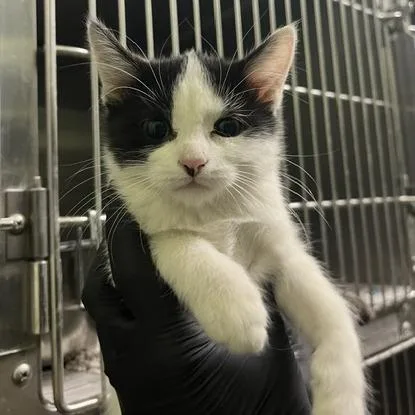 A baby small-sized female Domestic Short Hair cat named Cortado for adoption in Murray, UT
