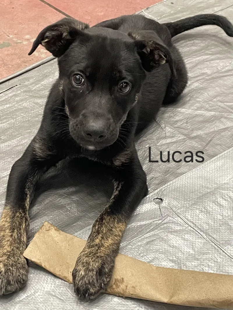 Lucas