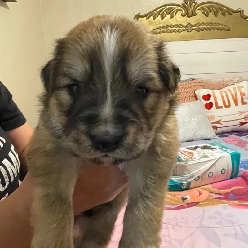 A baby medium-sized male Tricolor (Brown, Black, & White) Australian Kelpie dog named Eagle for adoption in Brentwood, CA