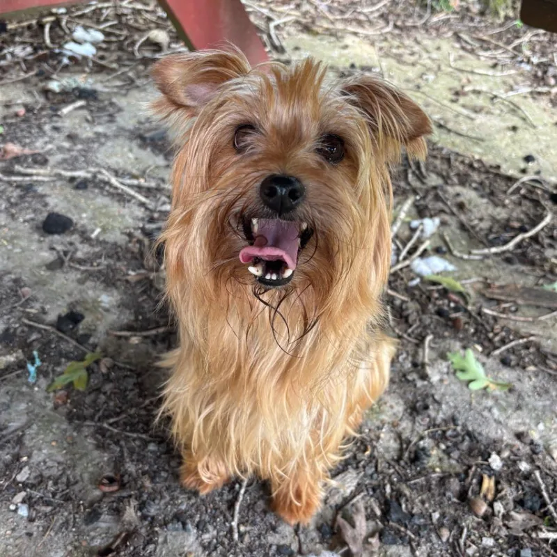 Pippin