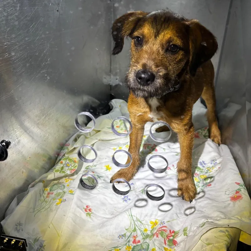 A young medium-sized male Brown / Chocolate Terrier dog named Martone for adoption in Philadelphia, PA