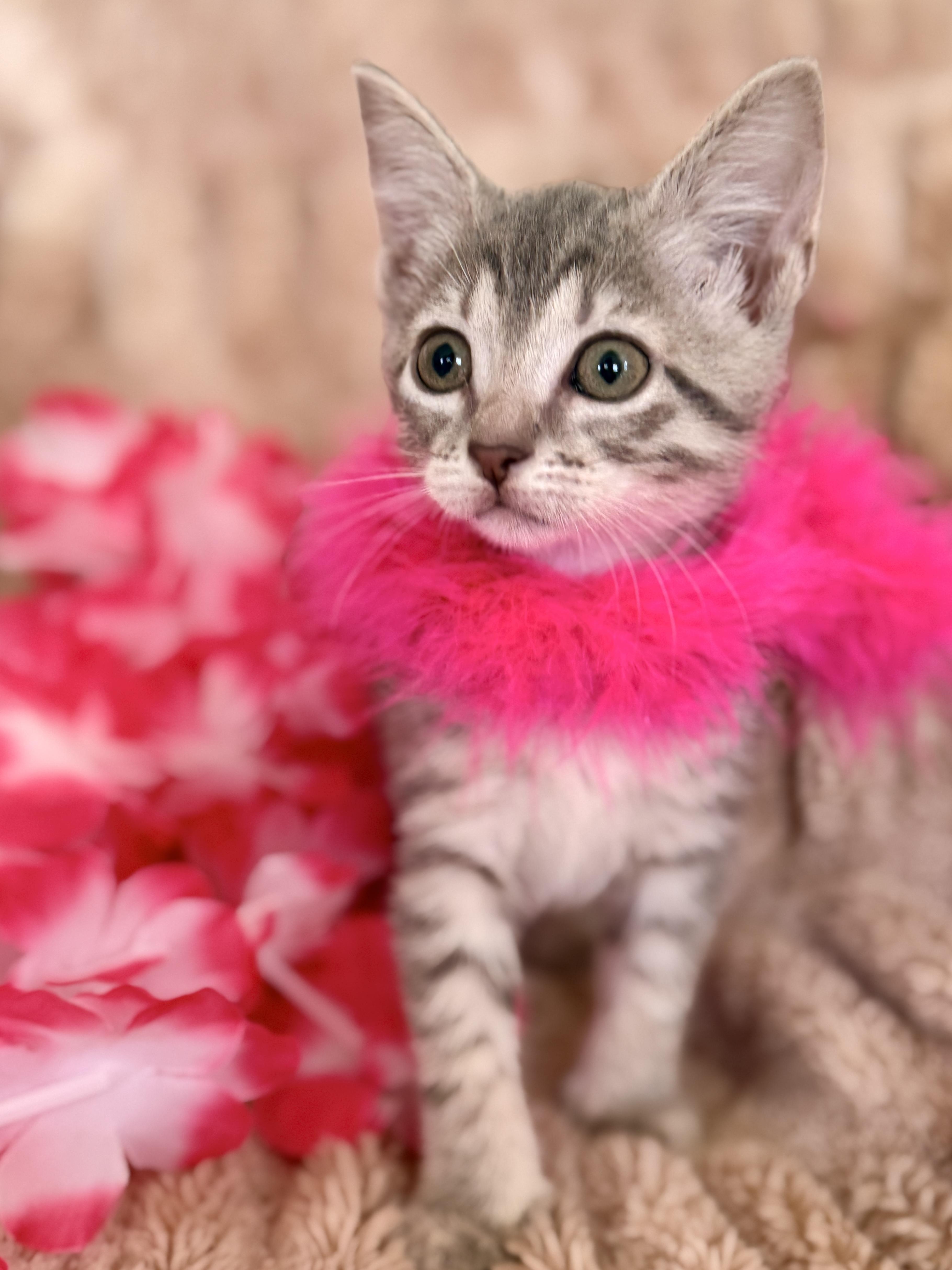 A baby small-sized female Tabby (Gray / Blue / Silver) Domestic Short Hair cat named Isobel for adoption in Gradyville, KY