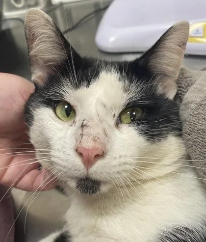 An adult medium-sized male Domestic Short Hair cat named Guy Fieri for adoption in Fishers, IN