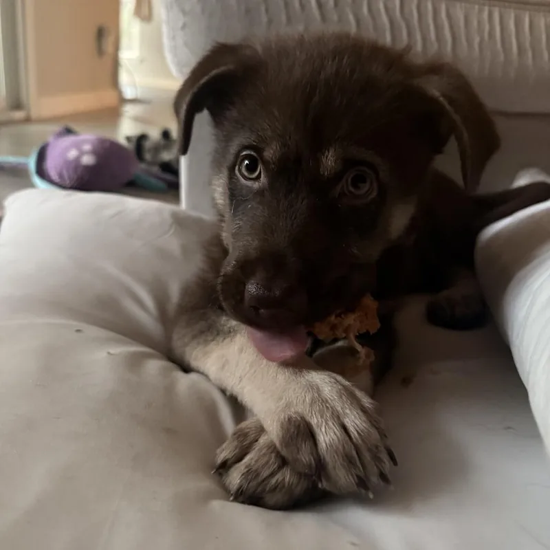 A baby small-sized female Brown / Chocolate Shepherd dog named Marley for adoption in Austin, TX