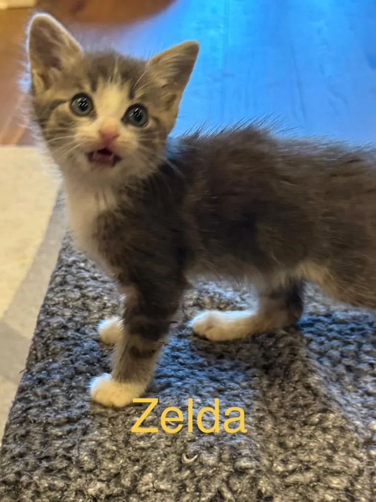 A baby small-sized female Domestic Short Hair cat named Zelda for adoption in Saint Francisville, LA