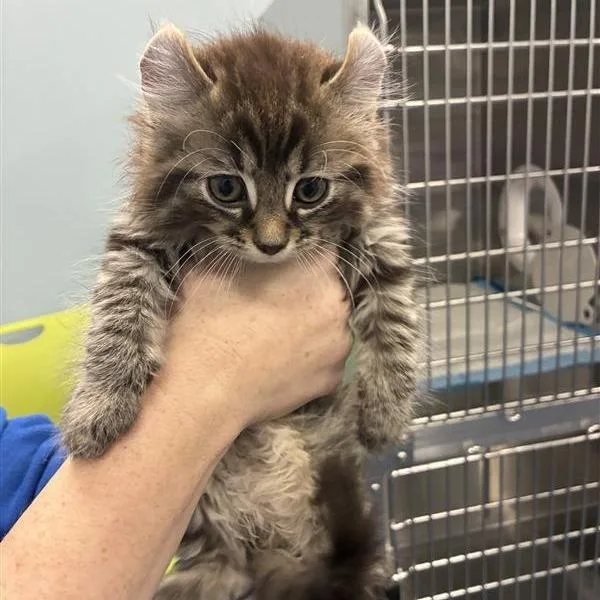 A baby small-sized male Gray / Blue / Silver American Curl cat named Walrus for adoption in Greensboro, NC