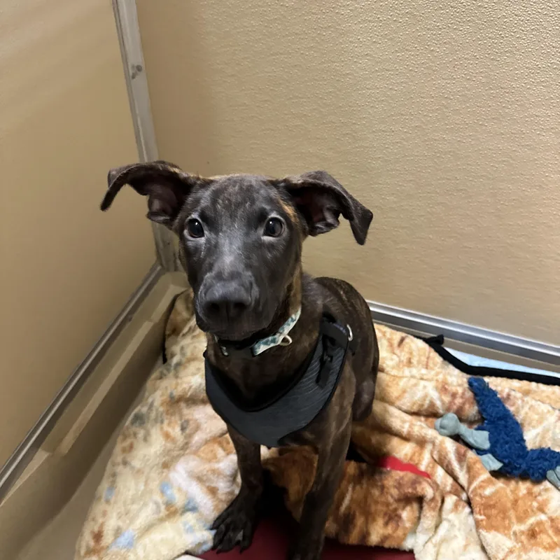 A young medium-sized male Brindle Terrier dog named Charlie for adoption in Dodgeville, WI
