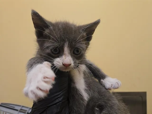 A baby small-sized male Domestic Short Hair cat named Sam for adoption in Tustin, CA