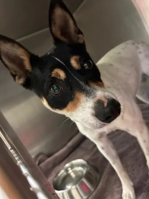 An adult medium-sized female Parson Russell Terrier dog named Unknown for adoption in Rancho Cucamonga, CA