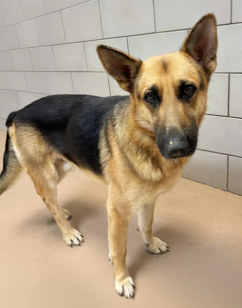 An adult medium-sized male Black Mixed Breed dog named Eugene for adoption in Nashville, TN