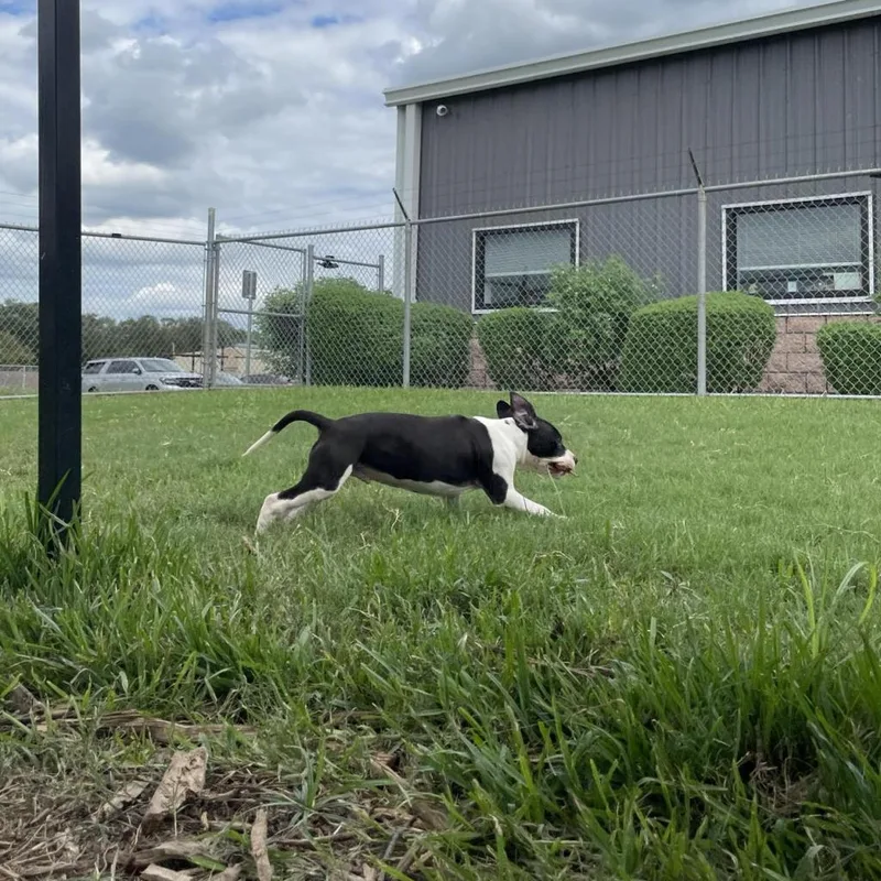An adult medium-sized male Pit Bull Terrier dog named Baxter for adoption in Webster, TX