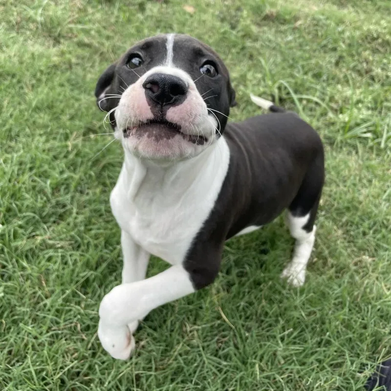Baxter thumbnail 4
