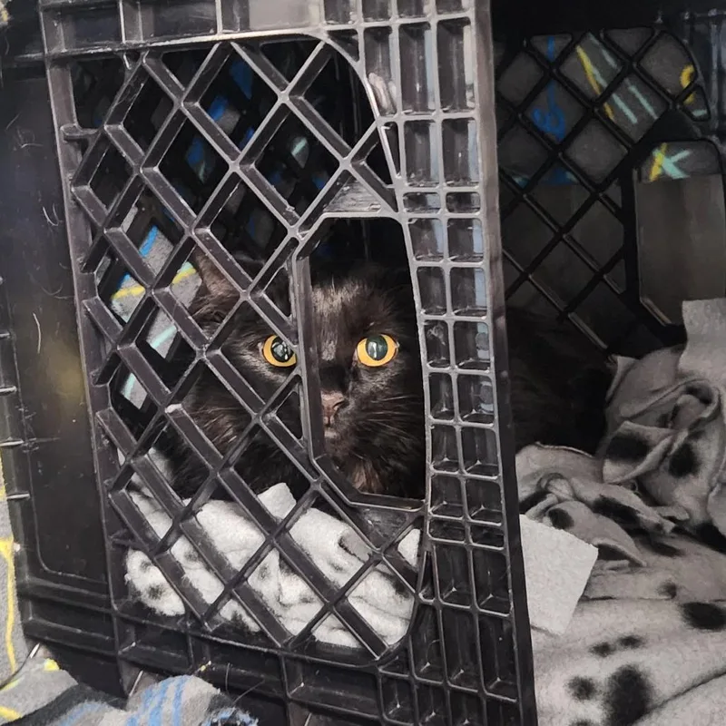 An adult medium-sized female Black Domestic Medium Hair cat named Nyx for adoption in Brockton, MA