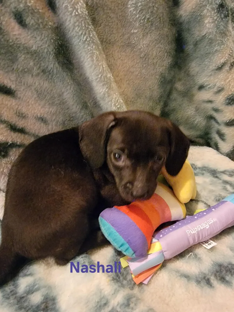 Nashali