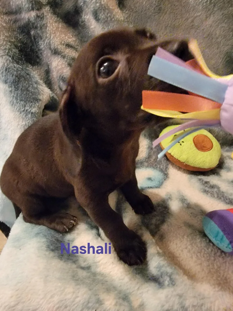 Nashali thumbnail 3