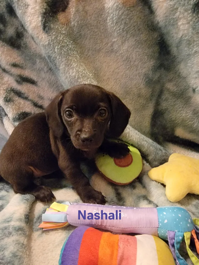 Nashali thumbnail 4