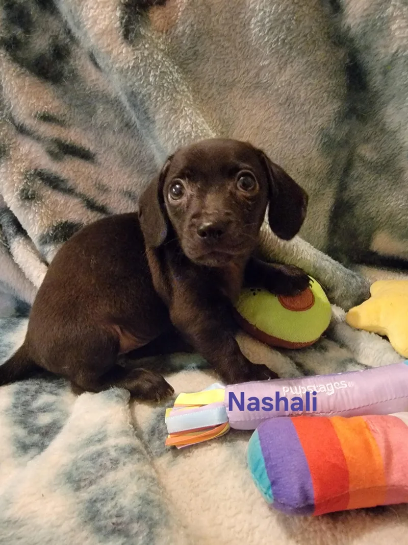 Nashali thumbnail 5
