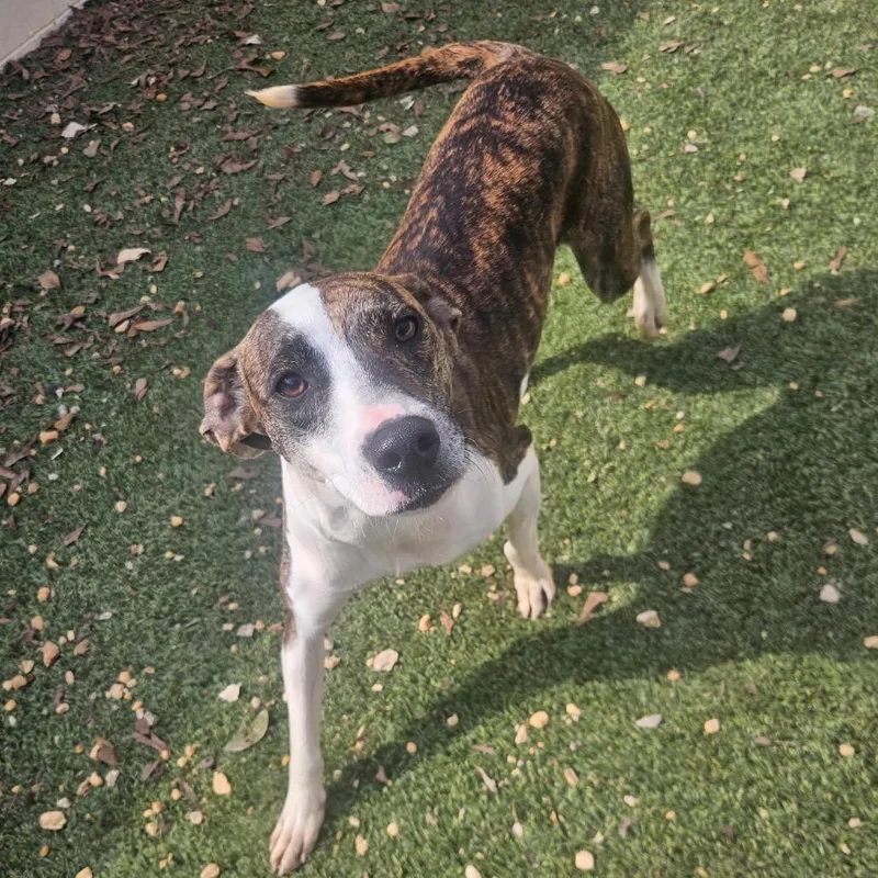 Elizebeth thumbnail 3