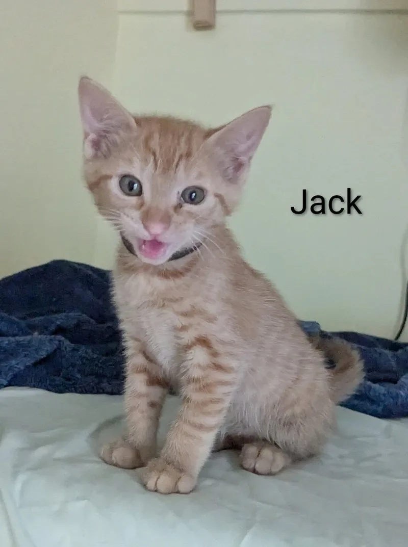 A baby medium-sized male Orange & White Domestic Short Hair cat named Jack for adoption in Flint, TX