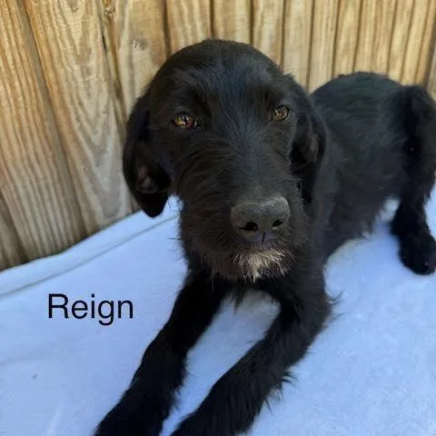 Reign