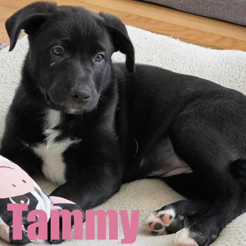 A baby large-sized female Terrier dog named Tammy for adoption in Ellicott City, MD
