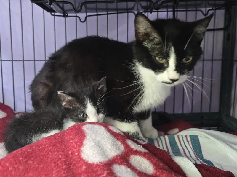 An adult large-sized female Domestic Short Hair cat named Beatrice for adoption in Dickson, TN