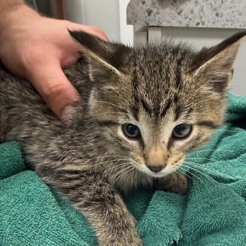 A baby small-sized male Brown / Chocolate Domestic Short Hair cat named Swallowtail for adoption in Normal, IL