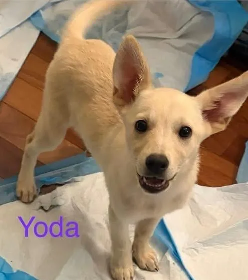 Yoda thumbnail 2