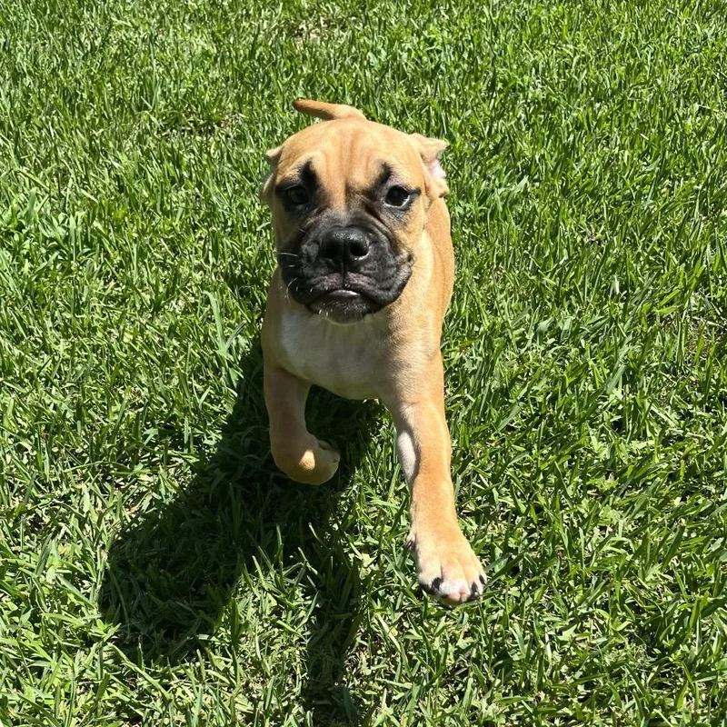 A baby medium-sized female Brown / Chocolate Boxer dog named Aspen for adoption in Santa Fe, TX