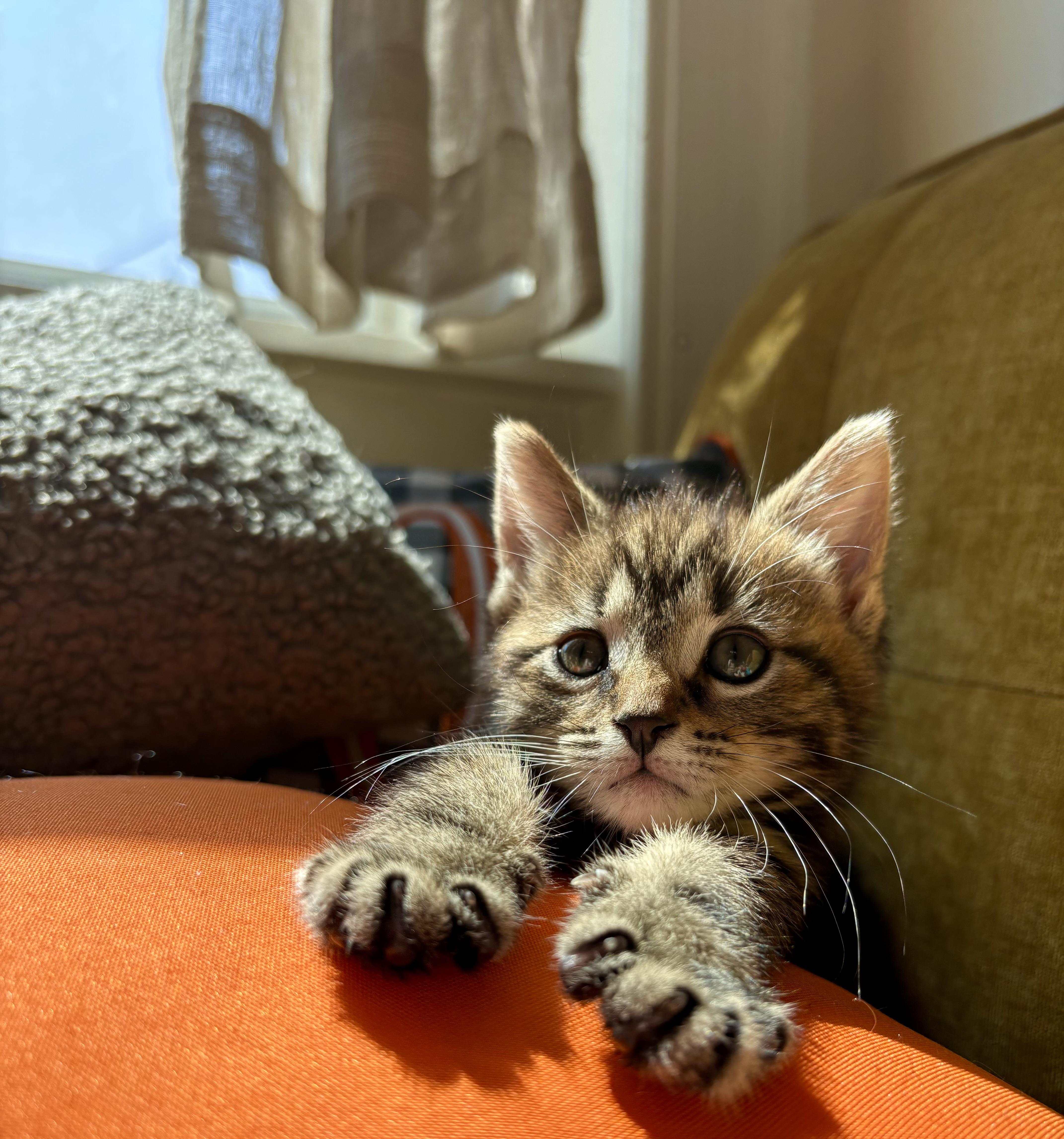 A baby small-sized male Tabby (Brown / Chocolate) Domestic Short Hair cat named Otto for adoption in Philadelphia, PA