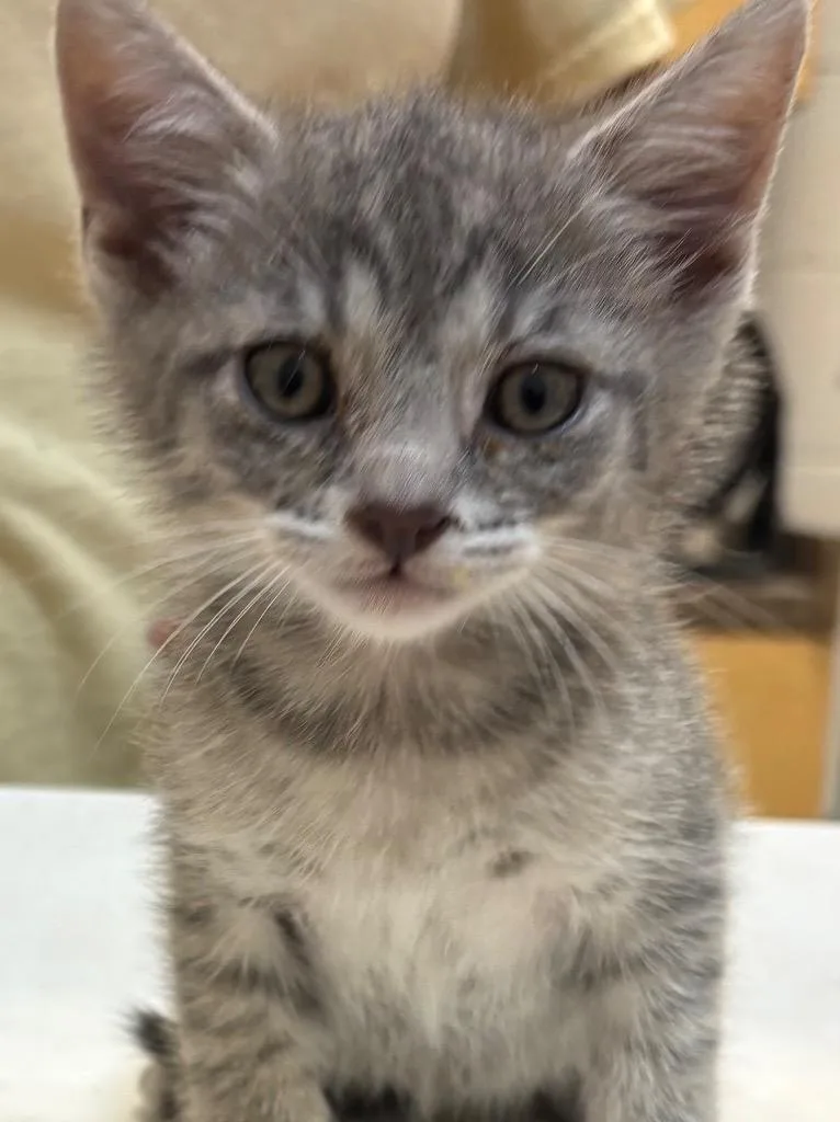 A baby small-sized male Domestic Short Hair cat named Nugget for adoption in Elizabethton, TN