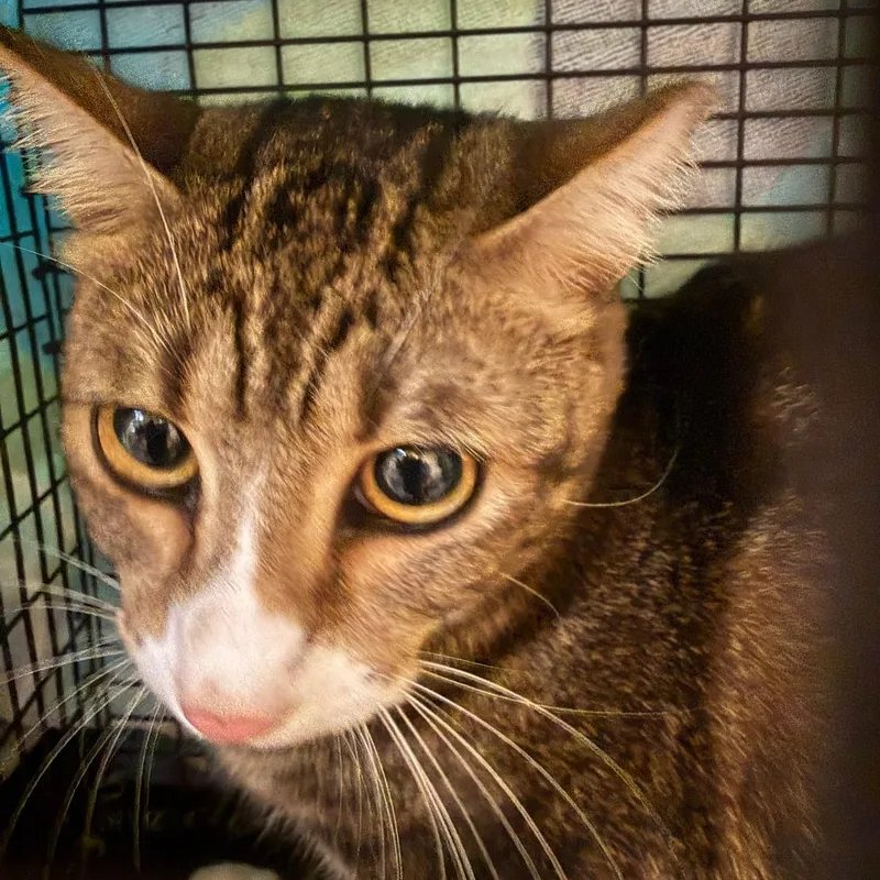 An adult medium-sized female Gray / Blue / Silver Domestic Short Hair cat named Marble for adoption in Columbus, GA