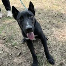 A young medium-sized male Black German Shepherd Dog dog named Kevin for adoption in Tyler, TX