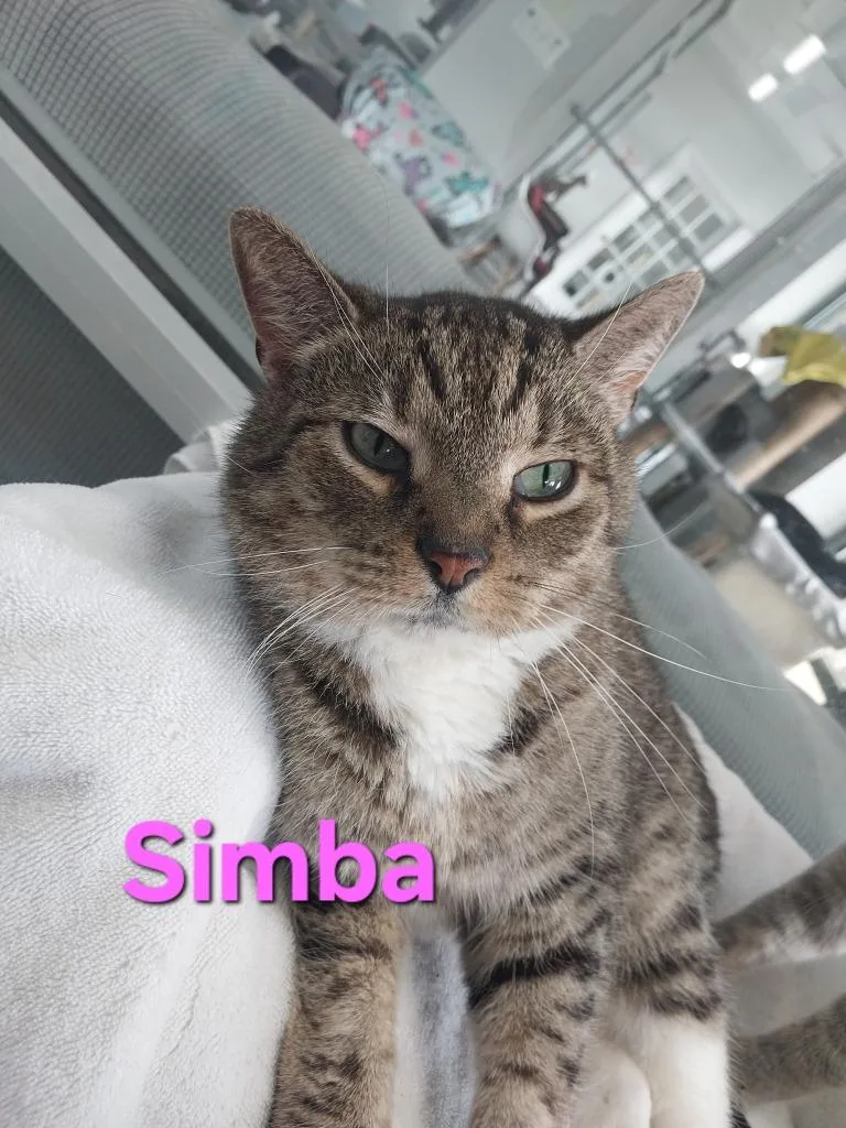 An adult small-sized male Domestic Short Hair cat named Simba for adoption in Leonardtown, MD