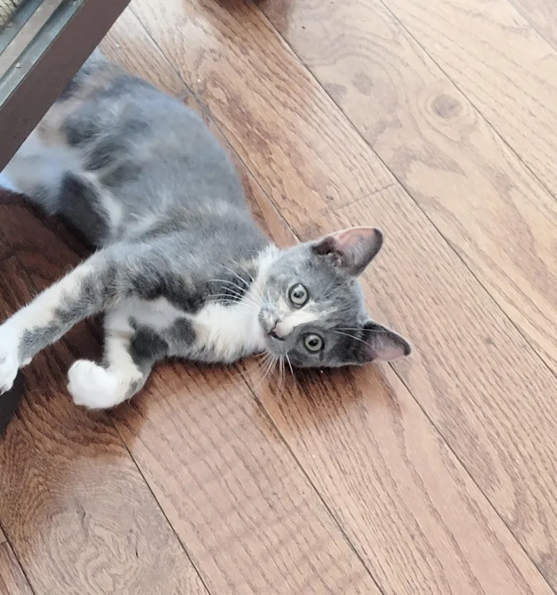 A baby small-sized female Dilute Calico cat named Nini for adoption in New York, NY
