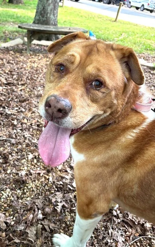 A senior large-sized male Golden Labrador Retriever dog named Hoss for adoption in Pegram, TN