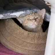 A baby medium-sized male Domestic Short Hair cat named Blondie for adoption in Murphy, TX