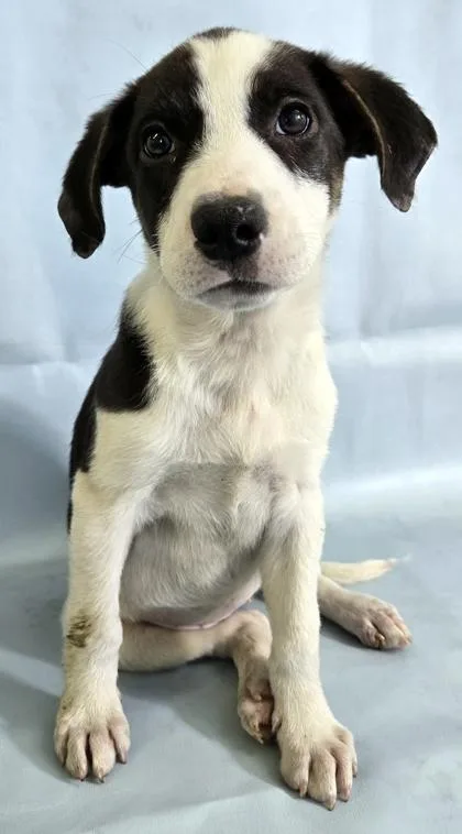 A baby large-sized female Collie dog named Gianna for adoption in Morton Grove, IL
