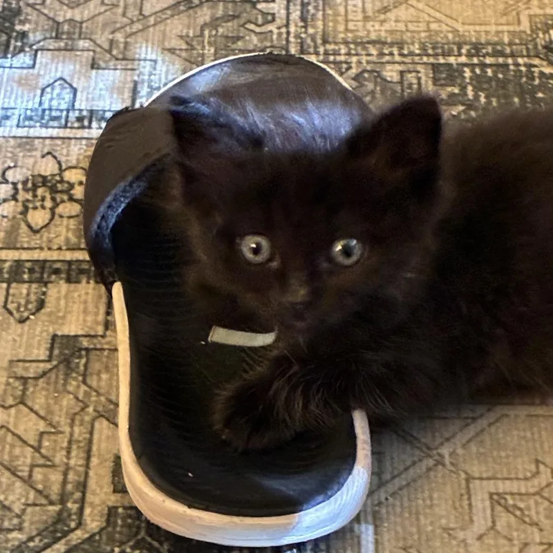 A baby small-sized male Black Domestic Short Hair cat named Buddy for adoption in Pleasanton, CA