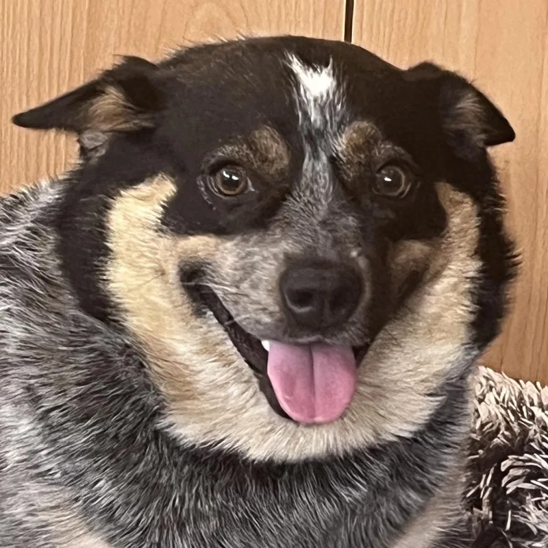 Bitzy