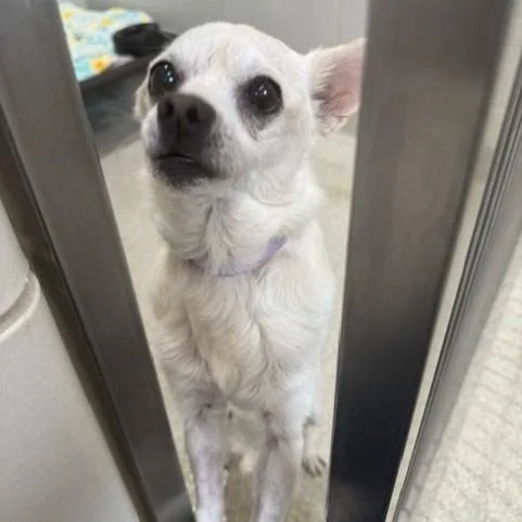 A senior small-sized female Yellow / Tan / Blond / Fawn Chihuahua dog named Sandy Cheeks for adoption in Novelty, OH