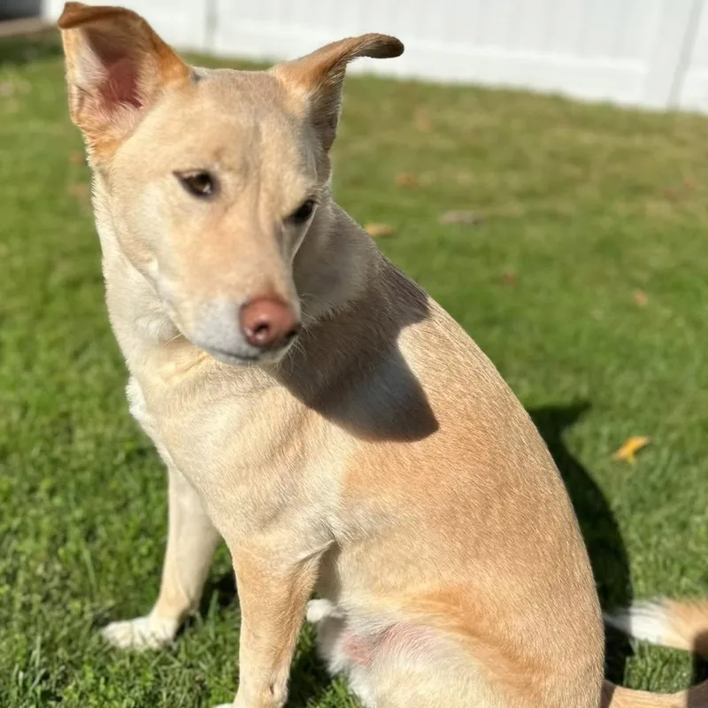 An adult medium-sized male Shiba Inu dog named Sonny for adoption in Richboro, PA