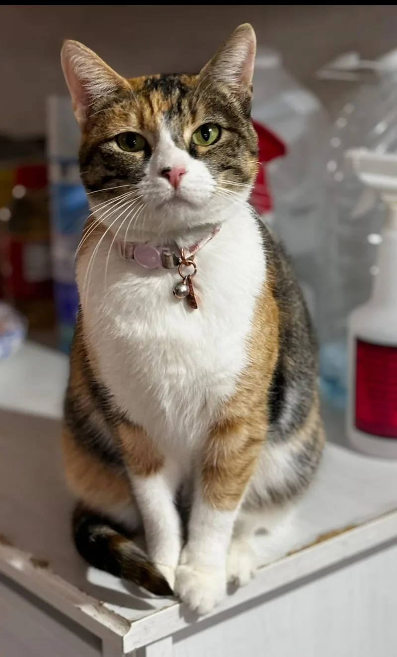 An adult medium-sized female Calico cat named Allison for adoption in Helendale, CA