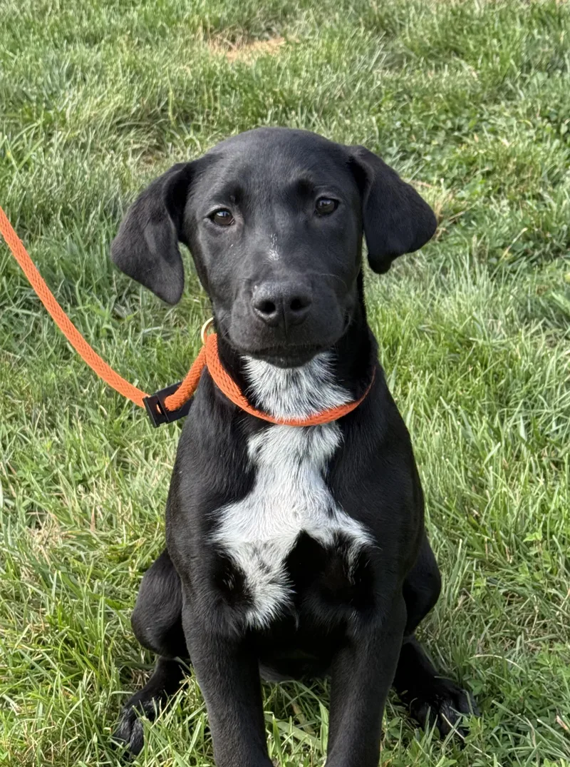 A baby medium-sized female Black Labrador Retriever dog named Emerald for adoption in Manassas, VA
