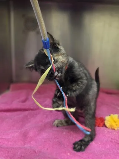 A baby small-sized female Domestic Short Hair cat named Paige for adoption in Westland, MI