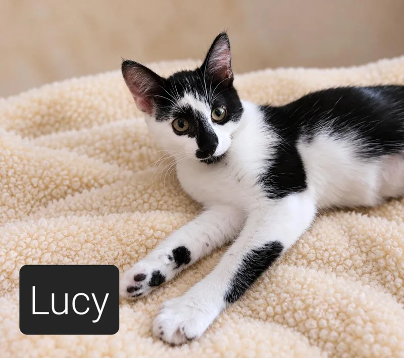 A baby small-sized female Black & White / Tuxedo Domestic Short Hair cat named Miss Lucy for adoption in Kansas City, MO