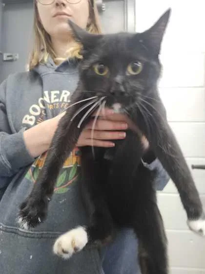 An adult small-sized female Domestic Short Hair cat named Grimshaw for adoption in Spruce Pine, NC