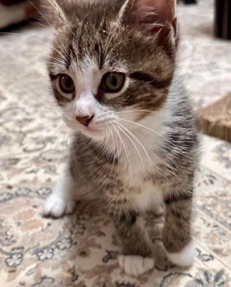 Moshie